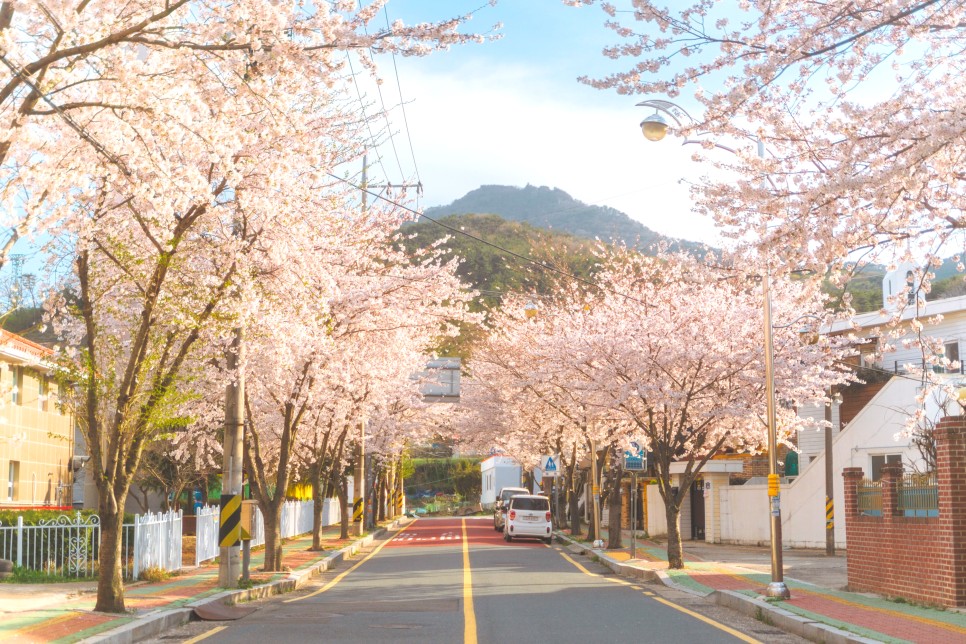 [대한민국 구석구석 / 통영 가볼만한곳] 벚꽃에 진심인 편, 대리만족 통영 벚꽃로드 :: 통영봉숫골, 미래사벚꽃길, 도남동벚꽃길