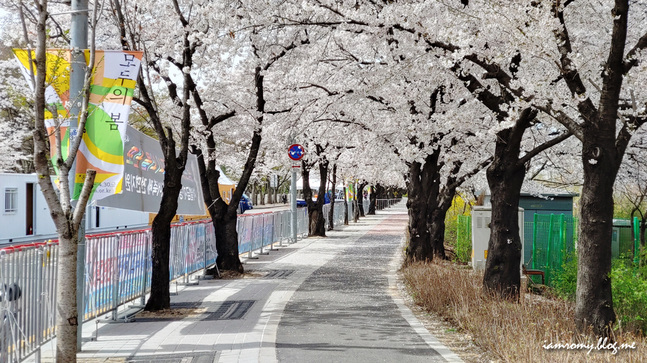 여의도 한강공원, 국회의사당 윤중로 영등포벚꽃축제 서울 나들이