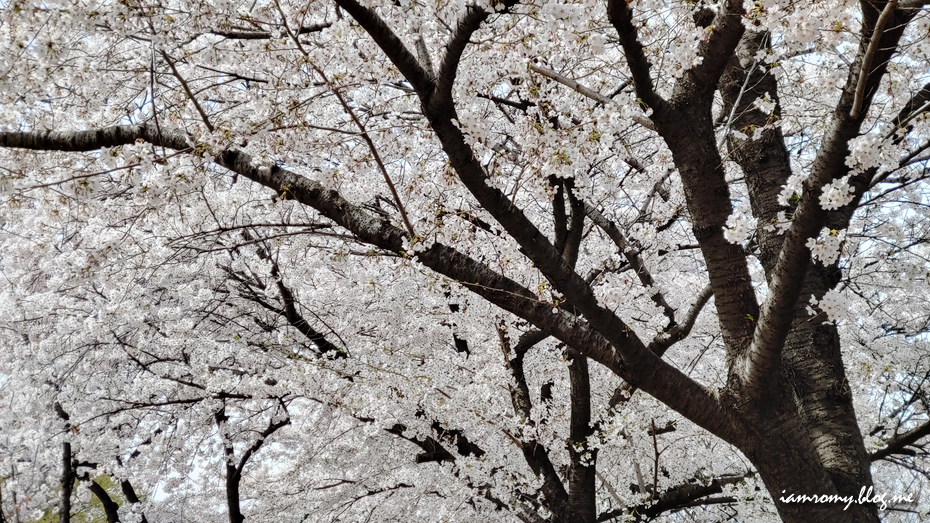 여의도 한강공원, 국회의사당 윤중로 영등포벚꽃축제 서울 나들이
