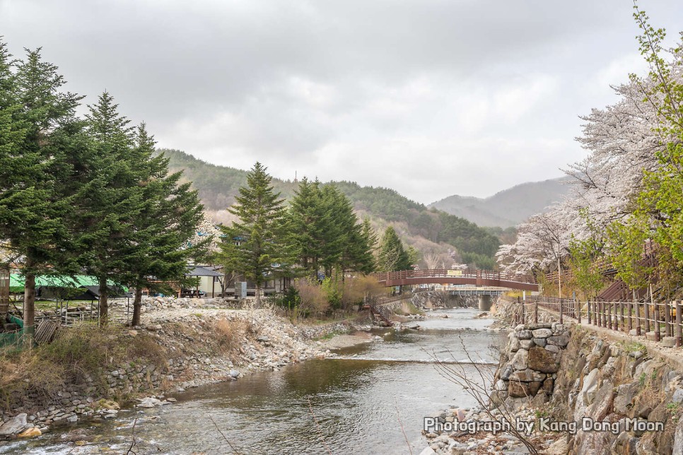 전북 가볼만한곳 무주 벚꽃 명소 구천동 계곡과 무주리조트