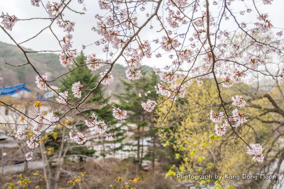 전북 가볼만한곳 무주 벚꽃 명소 구천동 계곡과 무주리조트