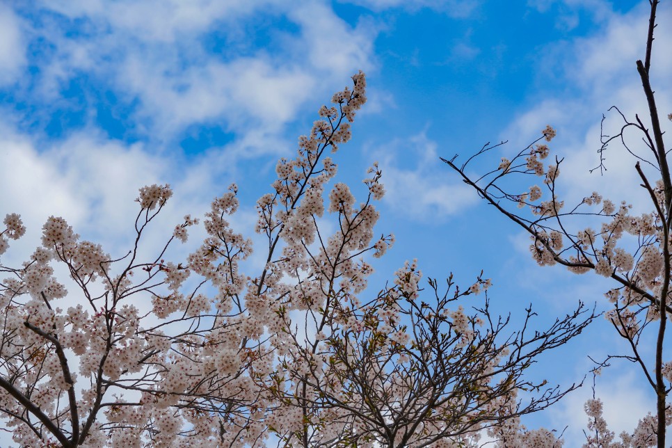 경주 드라이브코스 화랑의언덕 숨은 벚꽃명소!