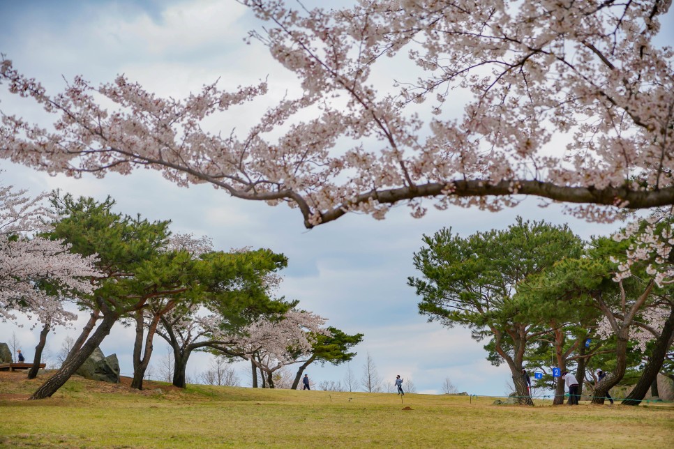 경주 드라이브코스 화랑의언덕 숨은 벚꽃명소!