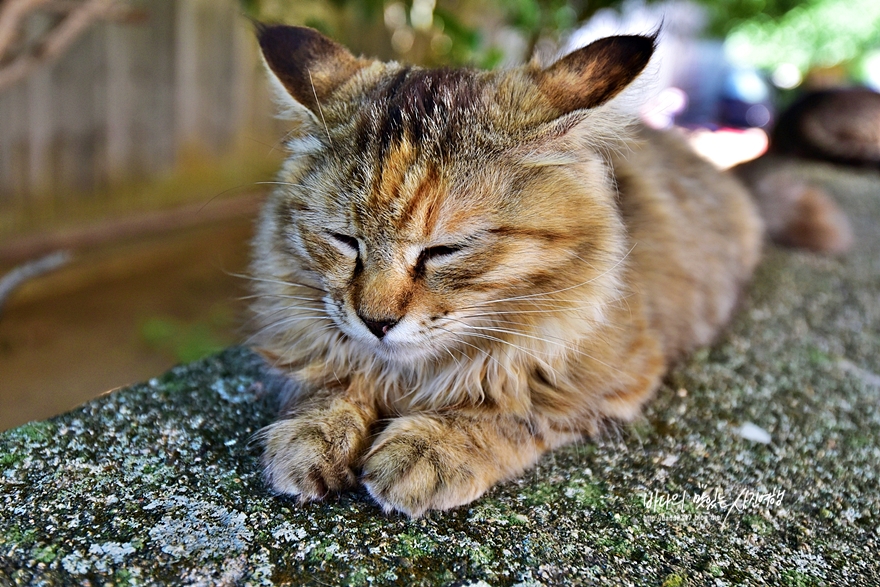 부록같은 일본 후쿠오카 여행 아이노시마 고양이섬