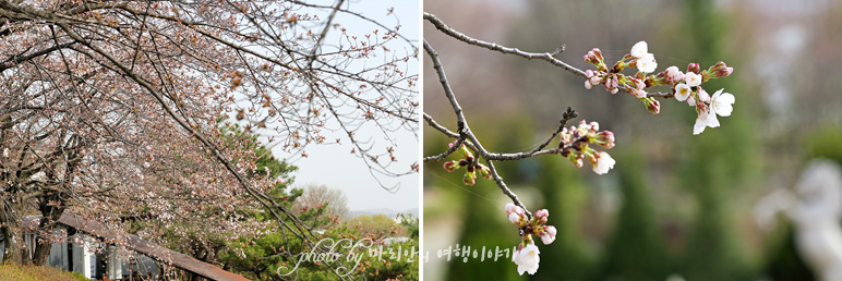 경기도 주말나들이 양평 들꽃수목원 꽃구경 힐링여행