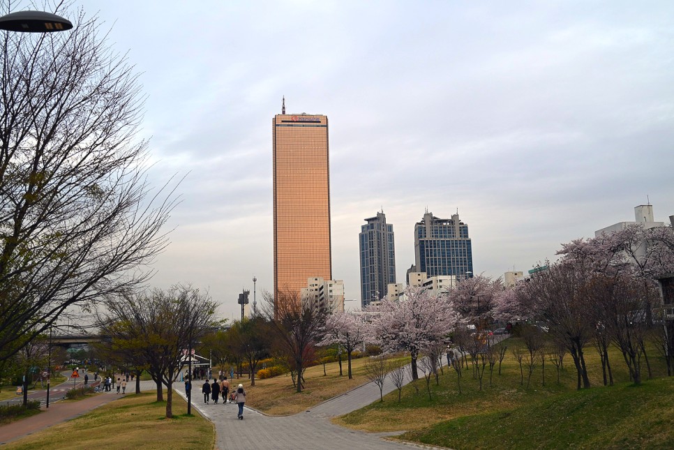 서울 벚꽃 명소 여의도 벚꽃축제 통제, 개화 현황