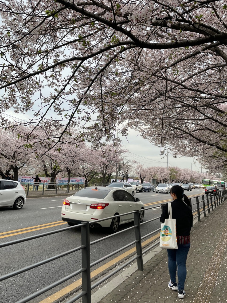 서울 벚꽃 명소 여의도 벚꽃축제 통제, 개화 현황