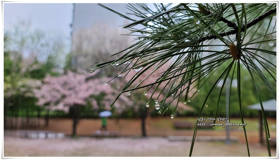 봄비 내린 수원 매여울공원 벚꽃엔딩