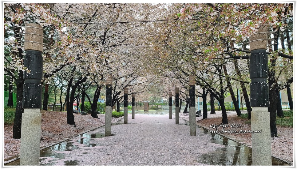봄비 내린 수원 매여울공원 벚꽃엔딩