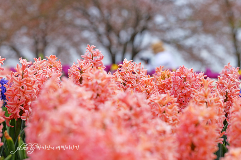 국내 당일치기 여행 4월 벚꽃 가고 튤립 꽃축제, 전라도 여행