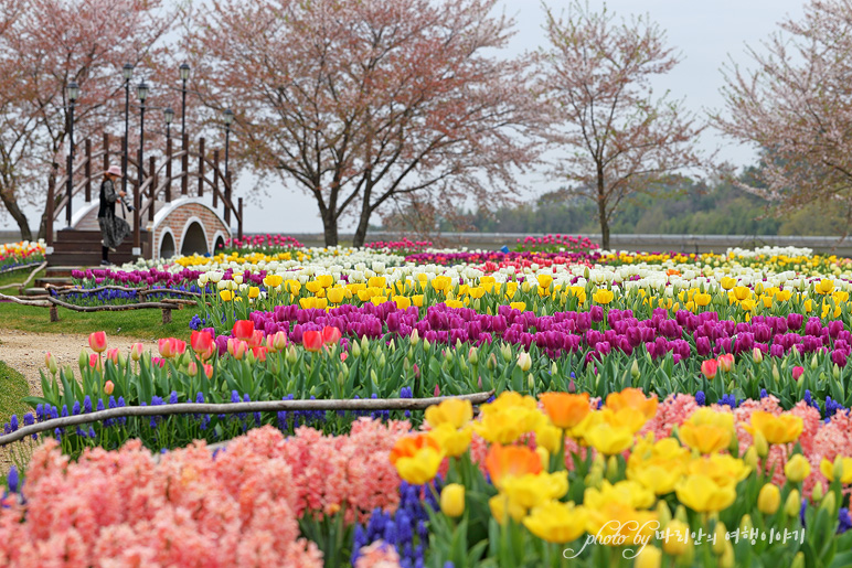국내 당일치기 여행 4월 벚꽃 가고 튤립 꽃축제, 전라도 여행