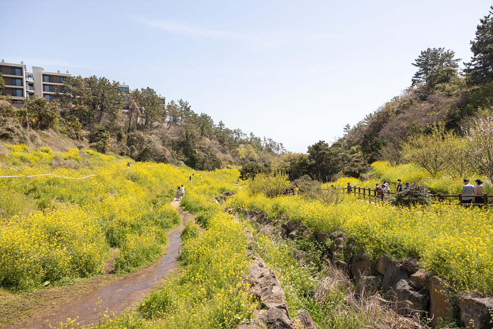 4월 제주도 가볼만한곳 제주 엉덩물 계곡 유채꽃 사진 명소(주차장)