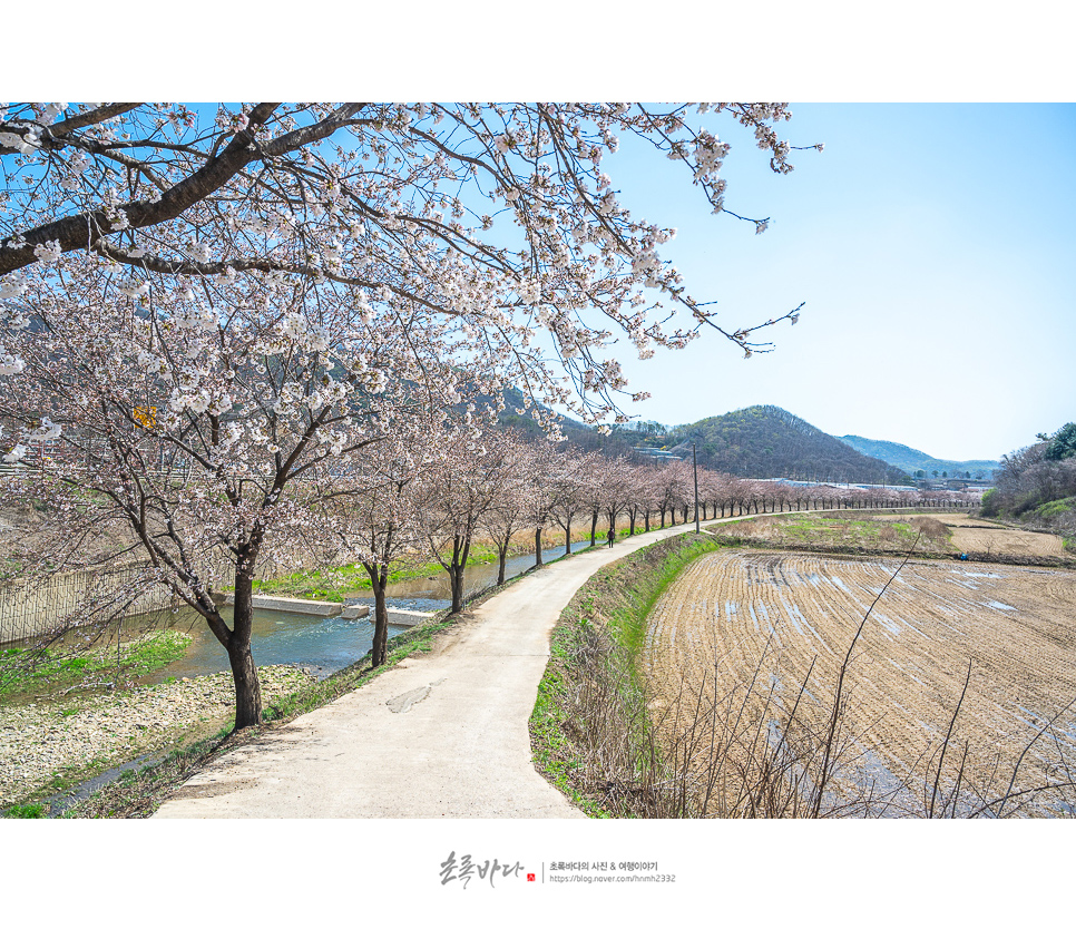 서울 근교 나들이 경기도 벚꽃명소 파주여행 벚꽃 이제 활짝~