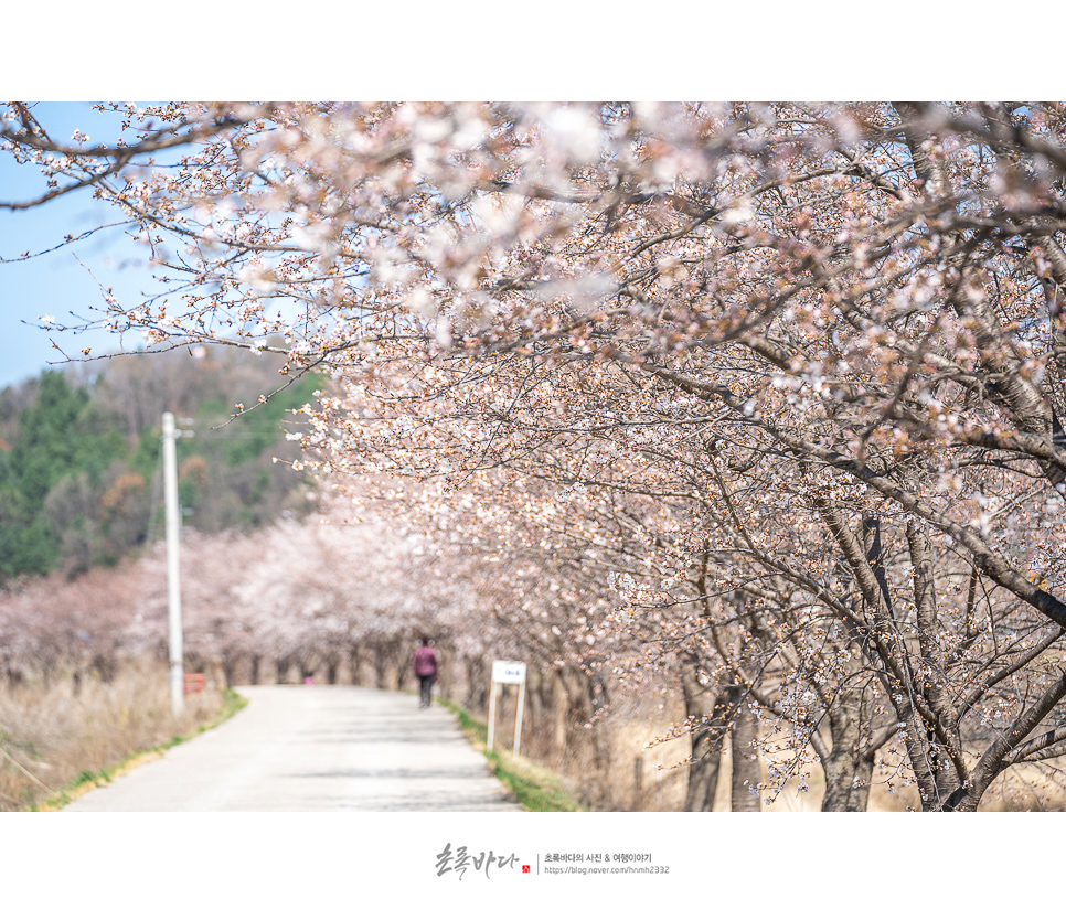 서울 근교 나들이 경기도 벚꽃명소 파주여행 벚꽃 이제 활짝~