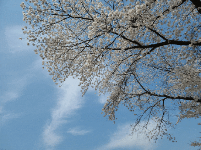 파주 벚꽃명소 가볼만한곳 오산리 기도원 마지막 벚꽃구경