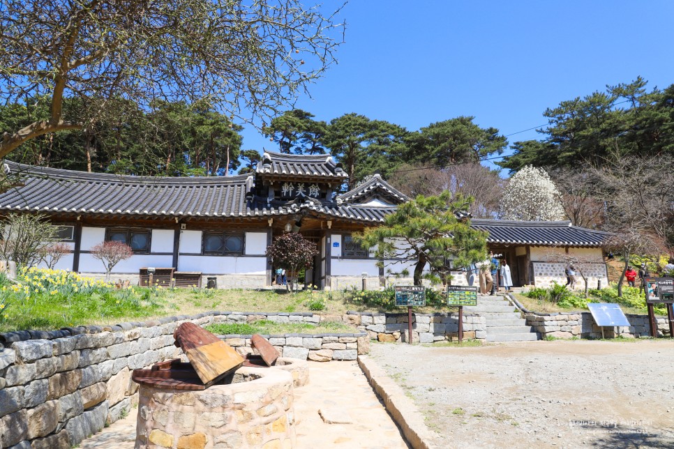 서산 유기방가옥 수선화 개화 만개, 국내 여행지 추천해요!