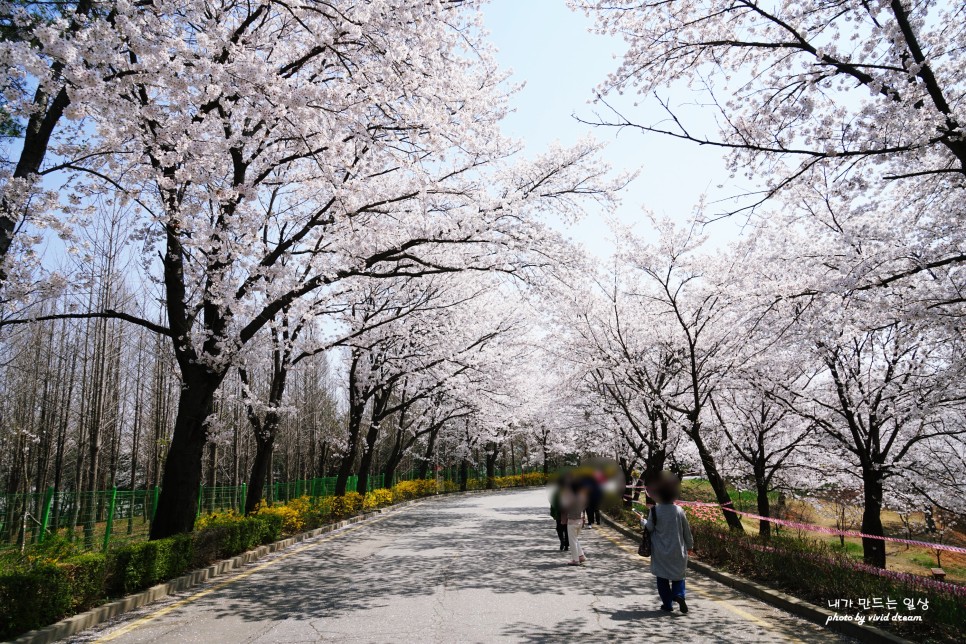 파주 벚꽃명소 가볼만한곳 오산리 기도원 마지막 벚꽃구경