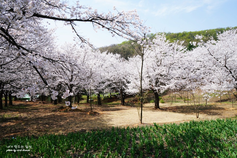 파주 벚꽃명소 가볼만한곳 오산리 기도원 마지막 벚꽃구경