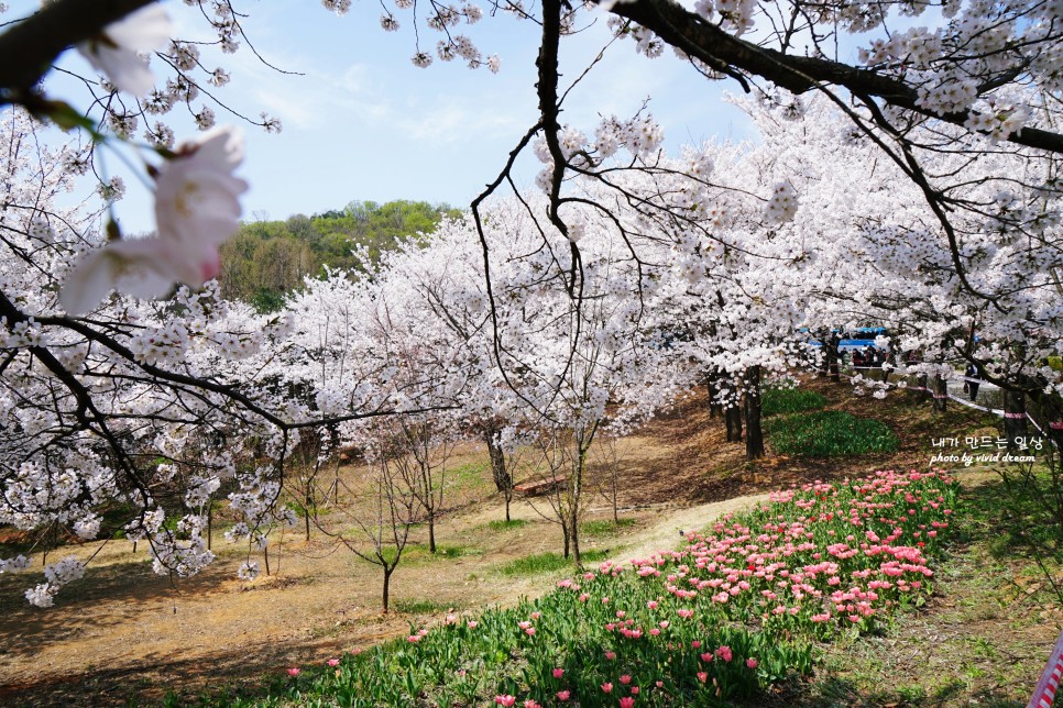 파주 벚꽃명소 가볼만한곳 오산리 기도원 마지막 벚꽃구경