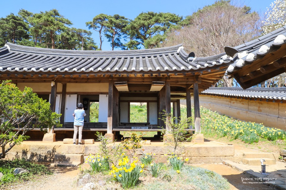 서산 유기방가옥 수선화 개화 만개, 국내 여행지 추천해요!