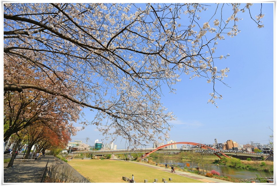오산 벚꽃명소 오산천