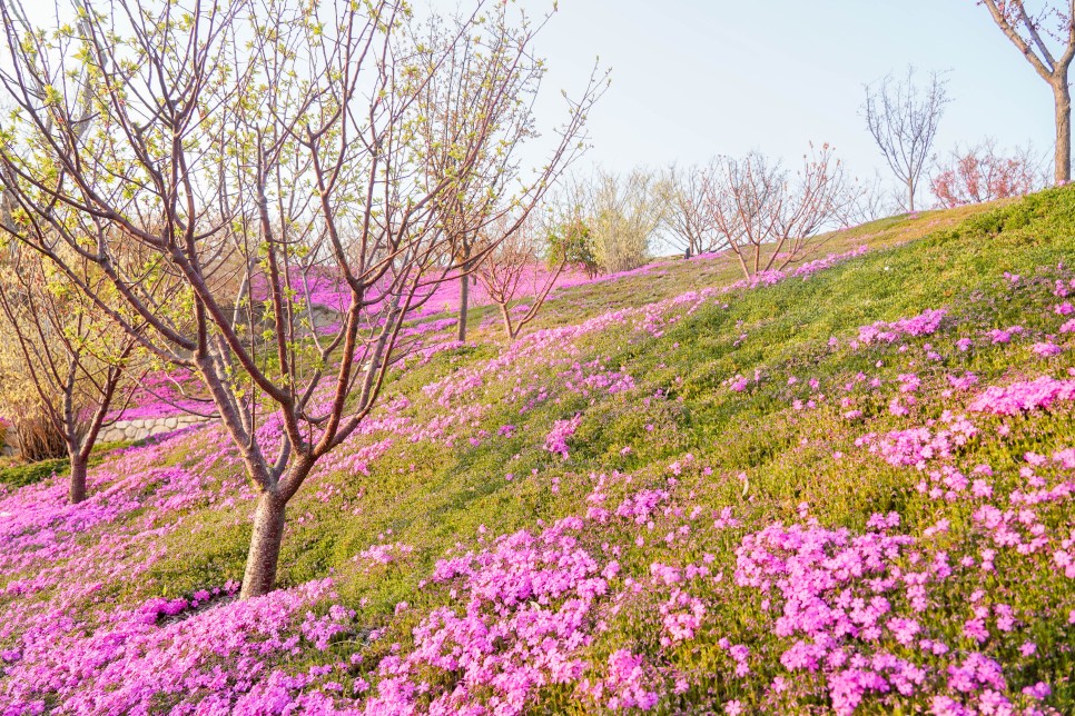 경기도 가볼만한곳 용인 에버랜드 하늘매화길 벚꽃(4월 7일 실시간)