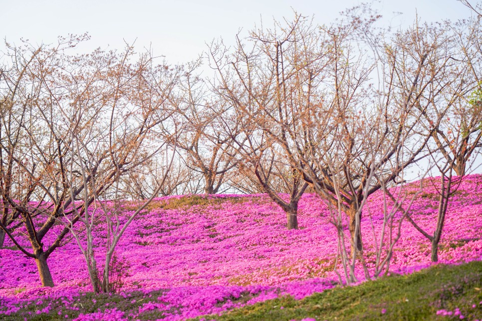 경기도 가볼만한곳 용인 에버랜드 하늘매화길 벚꽃(4월 7일 실시간)