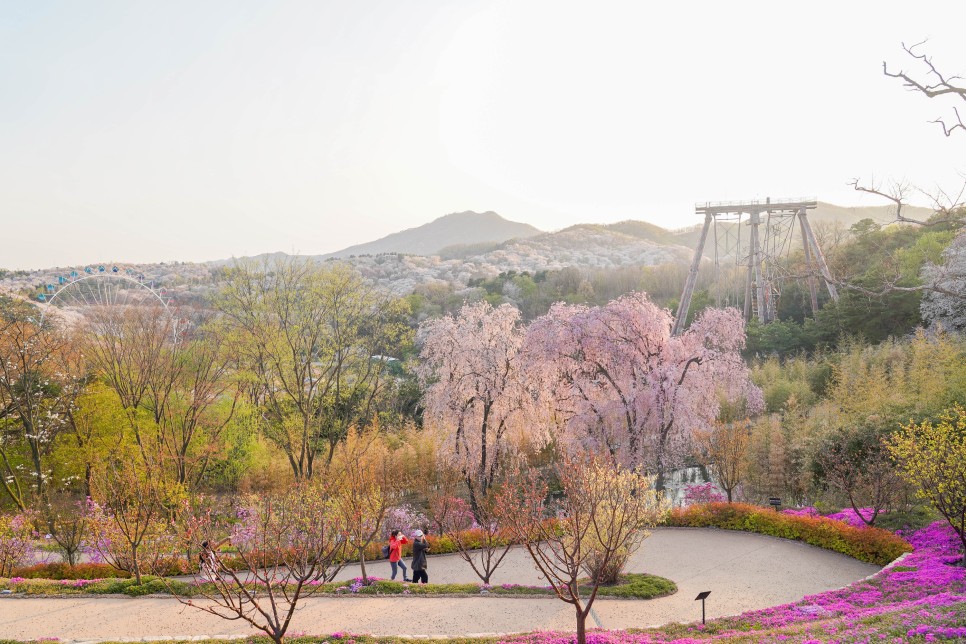 경기도 가볼만한곳 용인 에버랜드 하늘매화길 벚꽃(4월 7일 실시간)