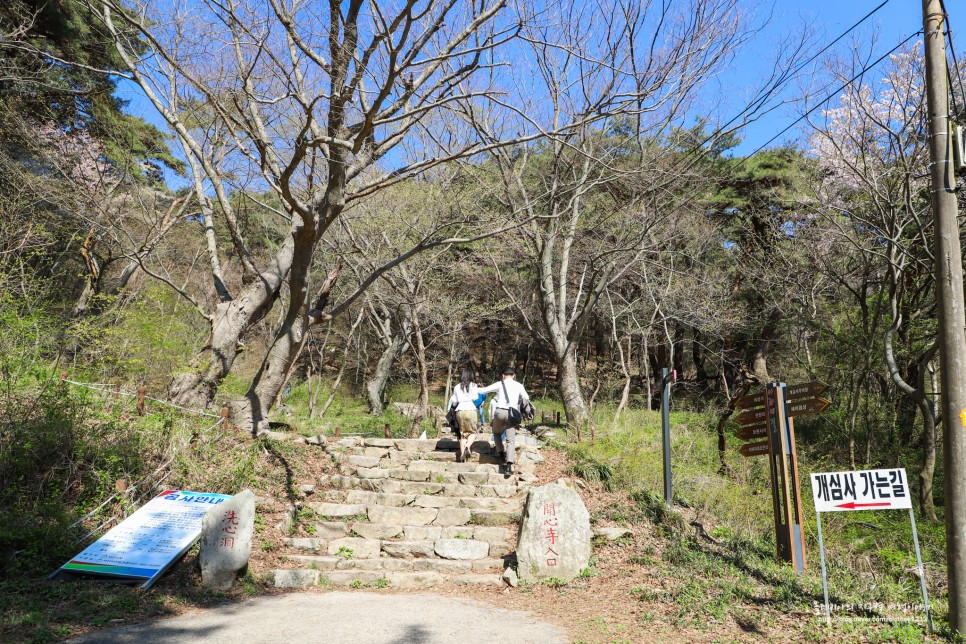 서산 여행 개심사 벚꽃은 가고 이제 왕벚꽃 청벚꽃!