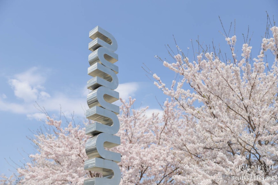 속초여행코스 바우지움조각미술관 벚꽃보러 당일치기
