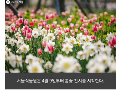 경희애문화 서울시 정보, 봄날의 꽃을 좋아하세요? 서울식물원 봄꽃 12만 본 전시