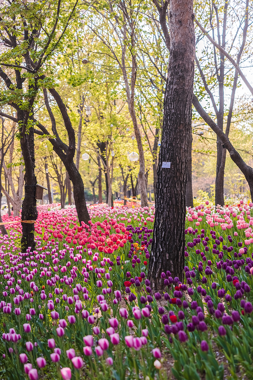 서울 데이트코스 돗자리 깔고 피크닉 떠나기 좋은 서울숲 튤립 가든 개화 상태(2021.04.09)