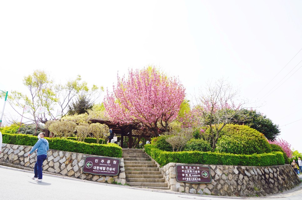 실시간 부산 날씨 & 부산 겹벚꽃 명소 민주공원에서 봄꽃 구경