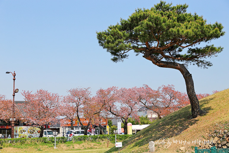 국내 봄 여행지 경주 첨성대 튤립정원 봄꽃구경 4월 경주여행