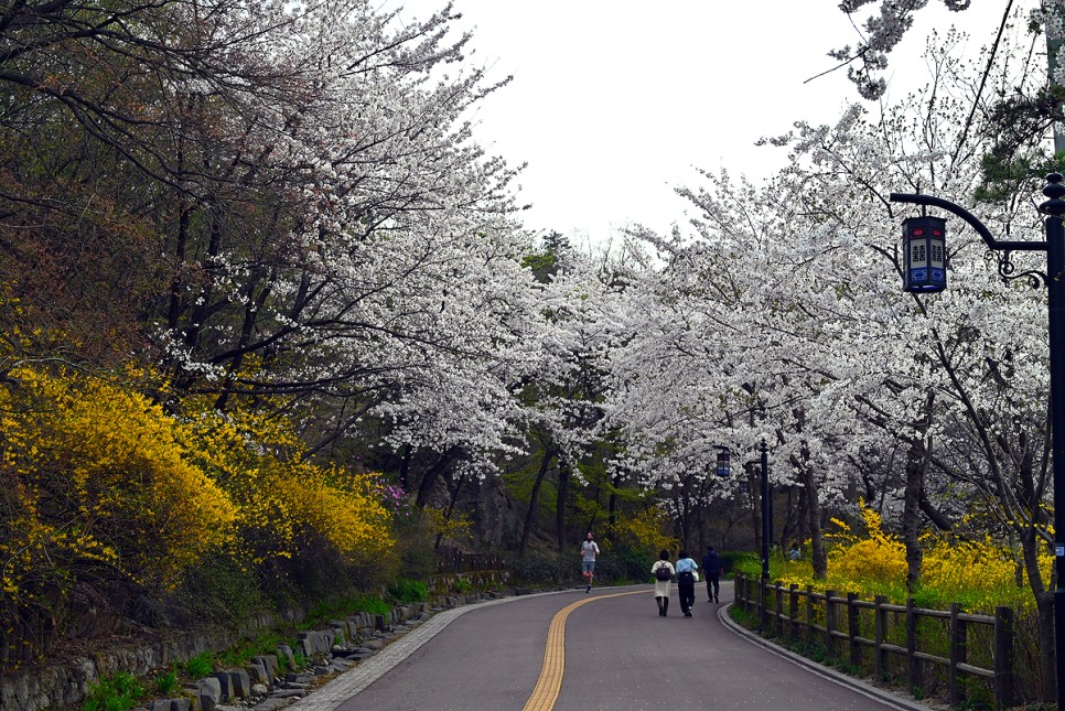 서울나들이 서울 남산 공원 산책로 둘레길 전망대 야경 종합가이드