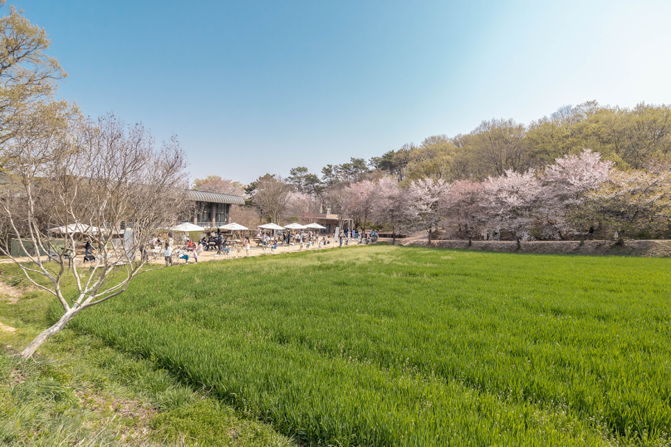 홍성 여행  거북이마을 벚꽃과 수선화 즐기러 고고!
