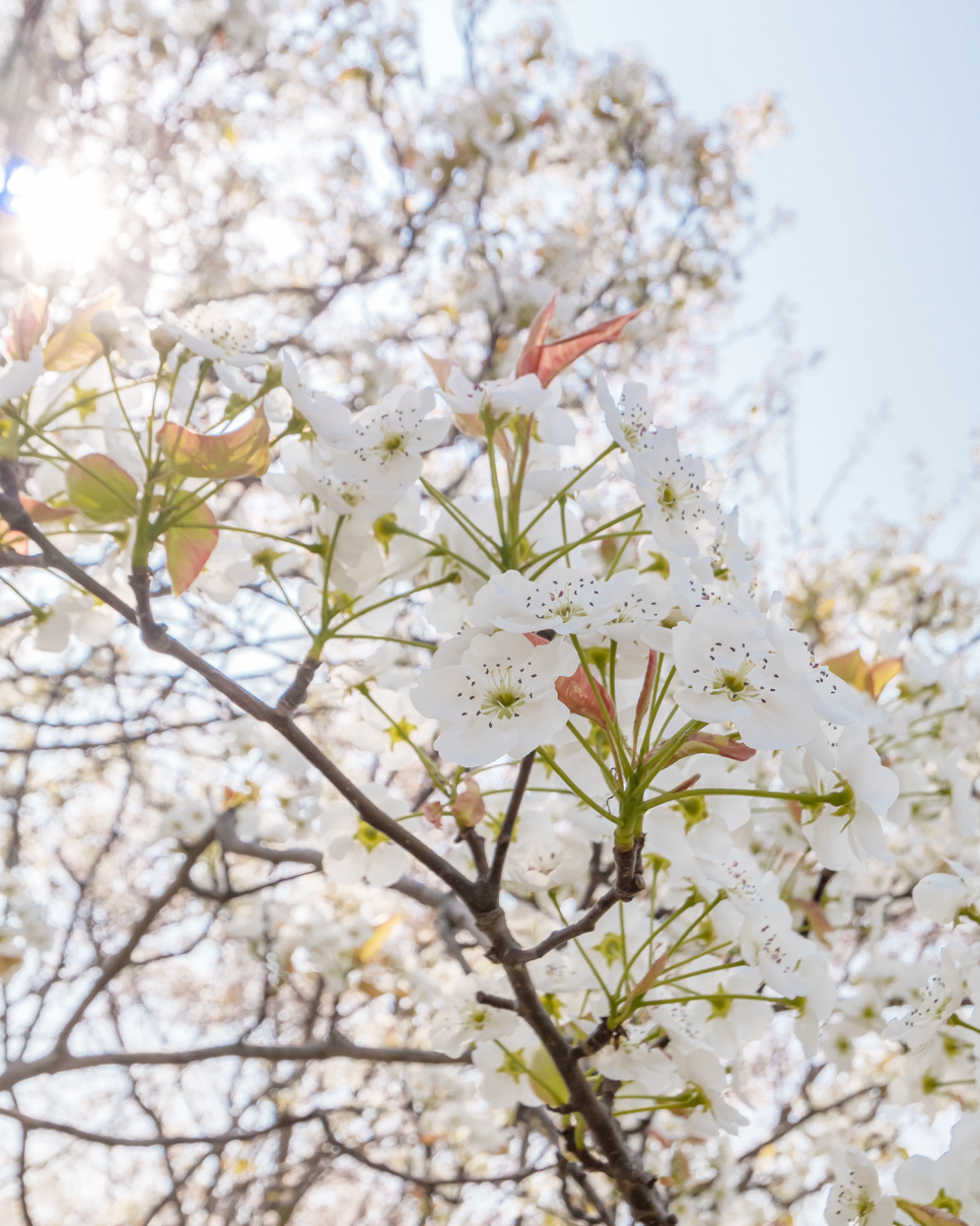 홍성 여행  거북이마을 벚꽃과 수선화 즐기러 고고!