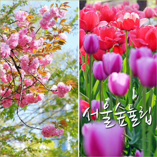 서울 가볼만한곳 4월 데이트코스 서울숲 튤립 꽃길