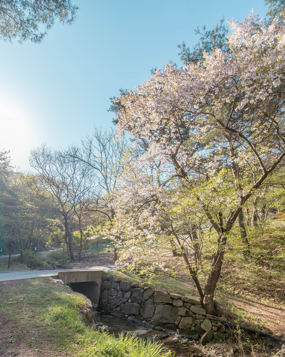 서산 개심사  겹벚꽃&청벚꽃 개화현황 (2021.4.14)