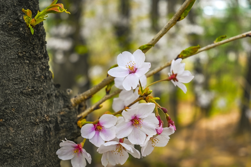 니콘 미러리스 카메라 Z5, 봄날 벚꽃 촬영 팁