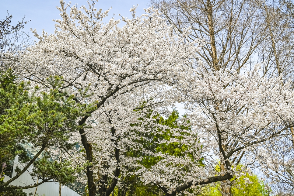 니콘 미러리스 카메라 Z5, 봄날 벚꽃 촬영 팁