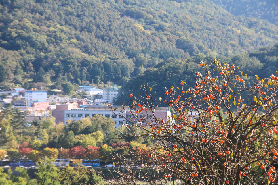 전주 여행 코스 한옥마을 이어서 동물원, 전주수목원 등등