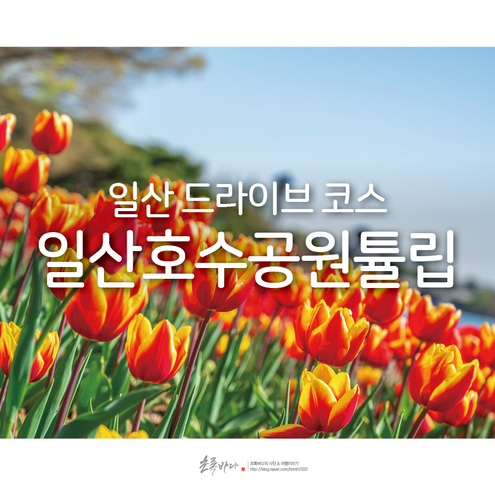 서울 근교 여행 일산 호수공원튤립 드라이브 코스 산책 좋아!