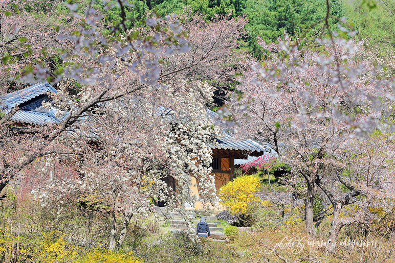 서울근교 나들이 가평 아침고요수목원 봄나들이 축제