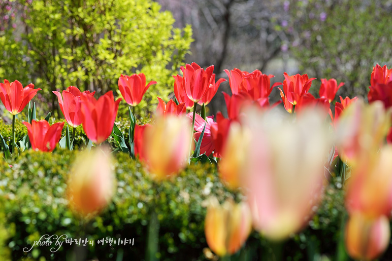 서울근교 나들이 가평 아침고요수목원 봄나들이 축제
