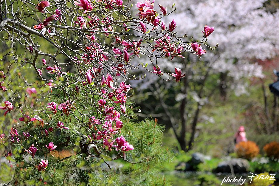 가평 아침고요수목원 서울근교 데이트 코스 봄나들이 꽃구경