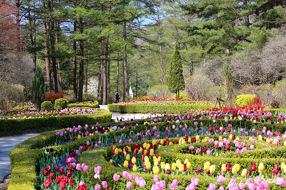 가평 아침고요수목원 서울근교 데이트 코스 봄나들이 꽃구경