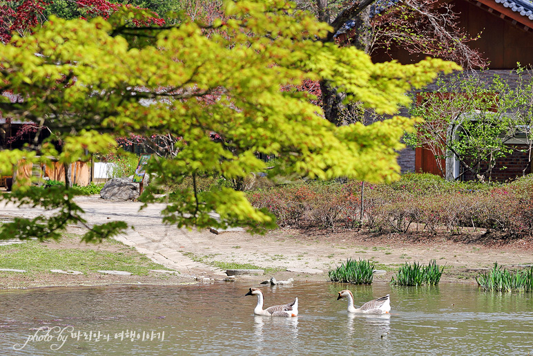 경기도 당일치기 여행 가평 남이섬 배 타고 섬여행