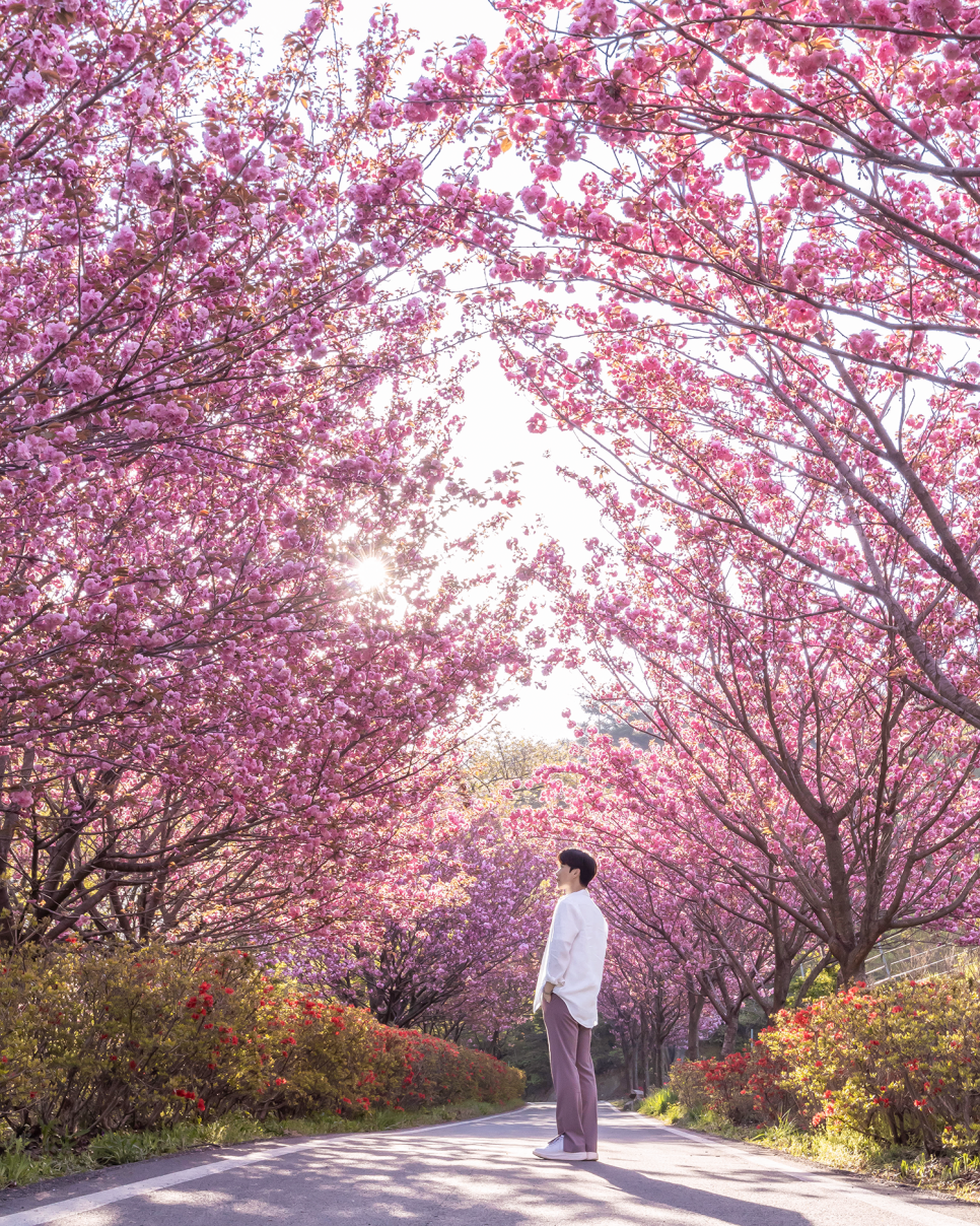 서산 문수사 겹벚꽃  실시간 개화현황 (2021.04.19)