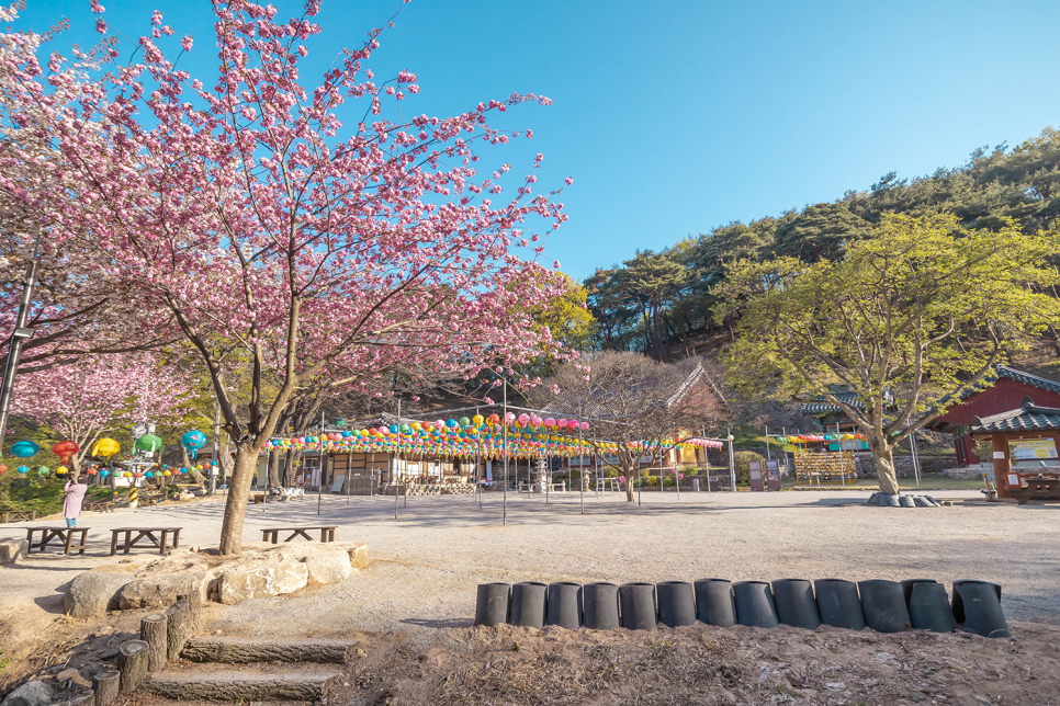 서산 문수사 겹벚꽃  실시간 개화현황 (2021.04.19)